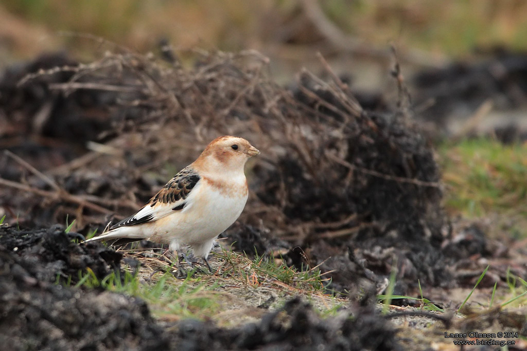 SNSPARV / SNOW BUNTING (Plectrophenax nivalis) - Stng / Close