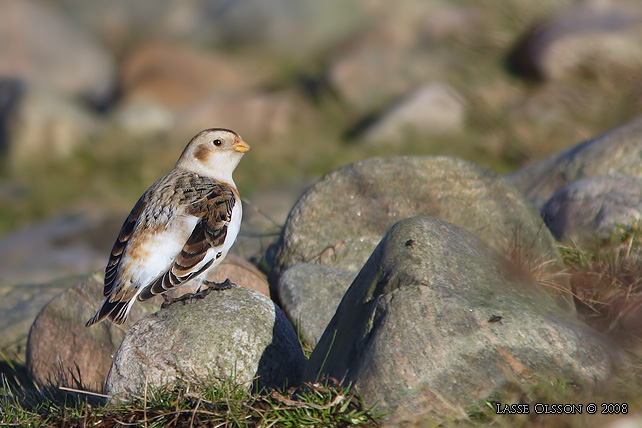 SNSPARV / SNOW BUNTING (Plectrophenax nivalis) - stor bild / full size