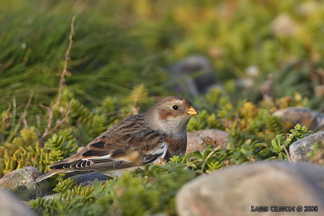 SNSPARV / SNOW BUNTING (Plectrophenax nivalis) - stor bild / full size