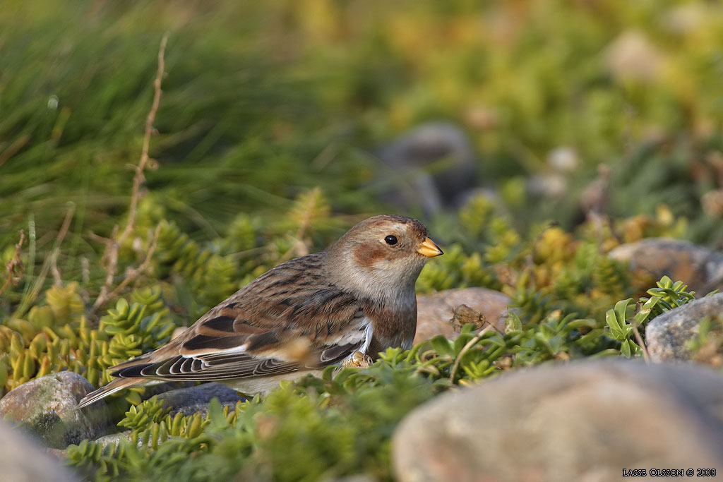 SNSPARV / SNOW BUNTING (Plectrophenax nivalis) - Stng / Close