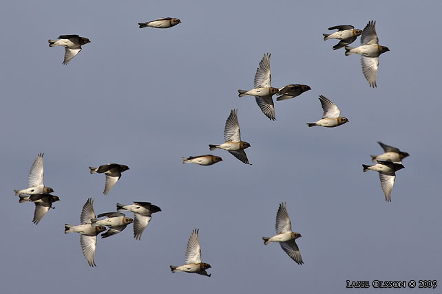 SNSPARV / SNOW BUNTING (Plectrophenax nivalis) - stor bild / full size