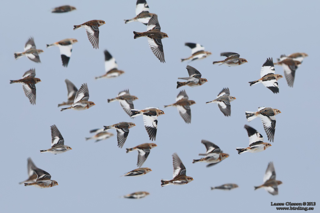 SNSPARV / SNOW BUNTING (Plectrophenax nivalis) - Stng / Close