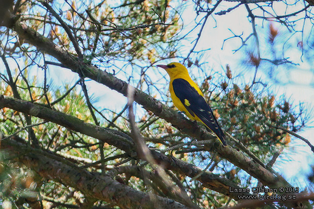 SOMMARGYLLING / EURASIAN GOLDEN ORIOLE (Oriolus oriolus)