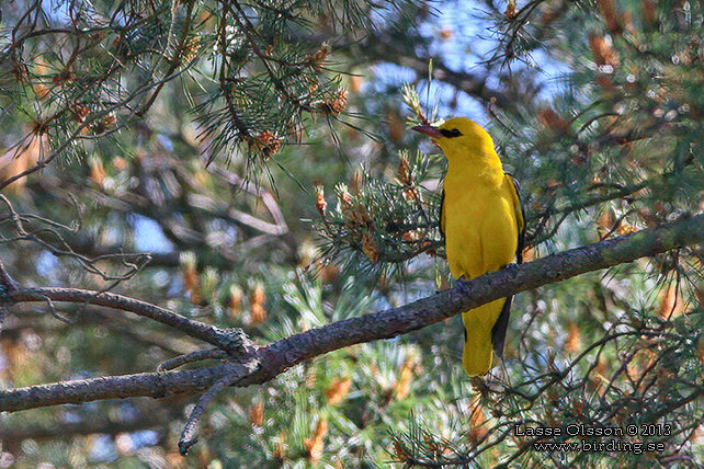 SOMMARGYLLING / EURASIAN GOLDEN ORIOLE (Oriolus oriolus)