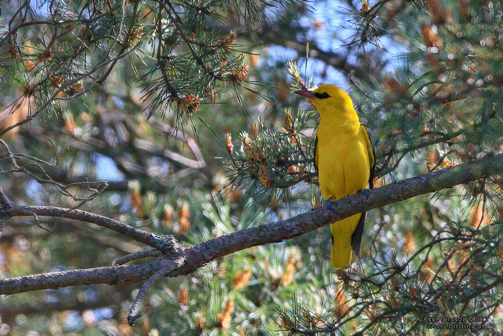 SOMMARGYLLING / EURASIAN GOLDEN ORIOLE (Oriolus oriolus) - Stng / Close