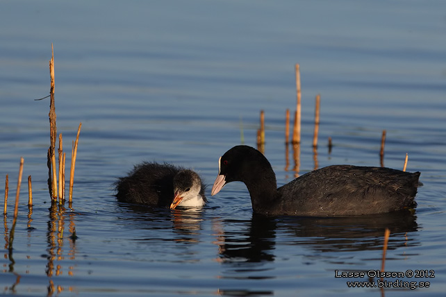 SOTHÖNA / EURASIAN COOT (Fulica atra) - stor bild / full size