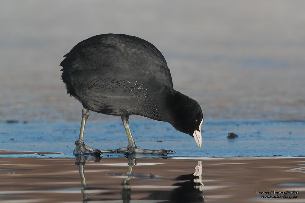 SOTHNA / COOT (Fulica atra) - Stng / Close