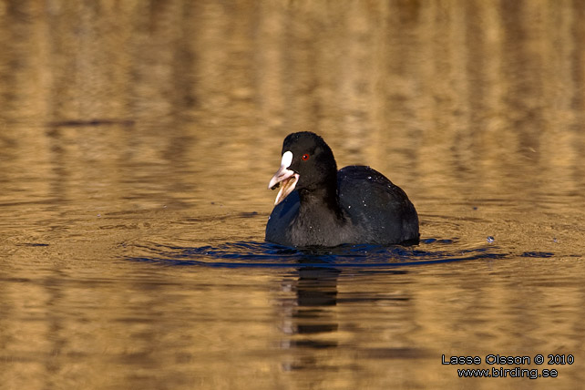 SOTHNA / EURASIAN COOT (Fulica atra) - stor bild / full size