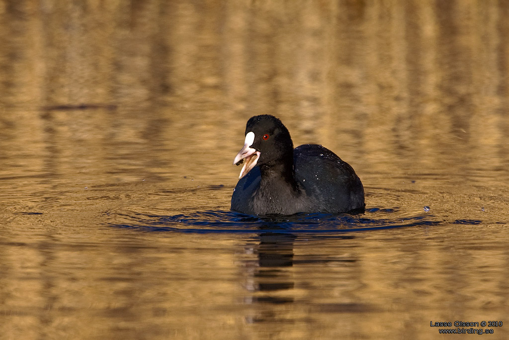 SOTHNA / COOT (Fulica atra) - Stng / Close