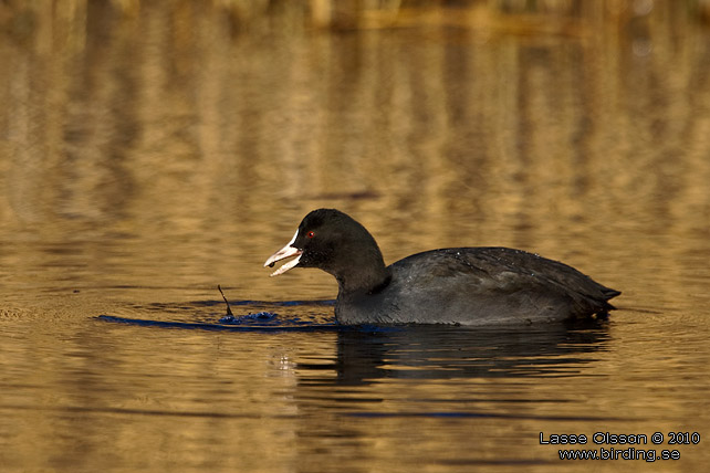 SOTHNA / EURASIAN COOT (Fulica atra) - stor bild / full size