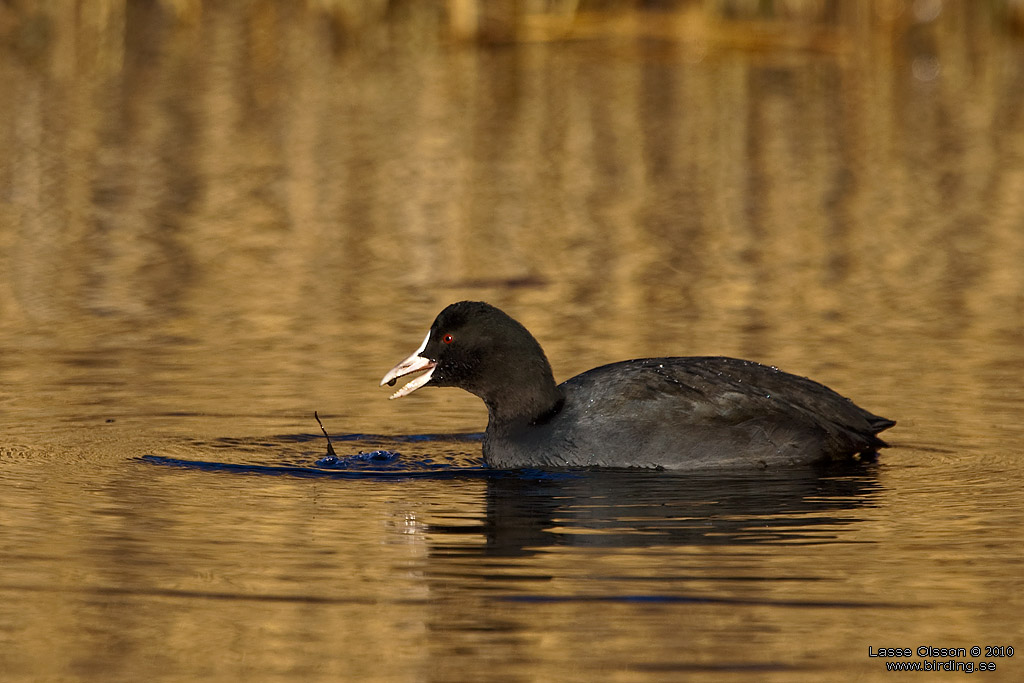 SOTHNA / COOT (Fulica atra) - Stng / Close