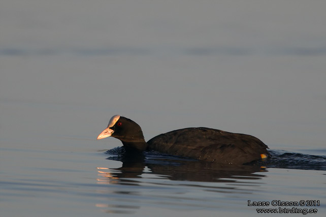 SOTHÖNA / EURASIAN COOT (Fulica atra) - stor bild / full size