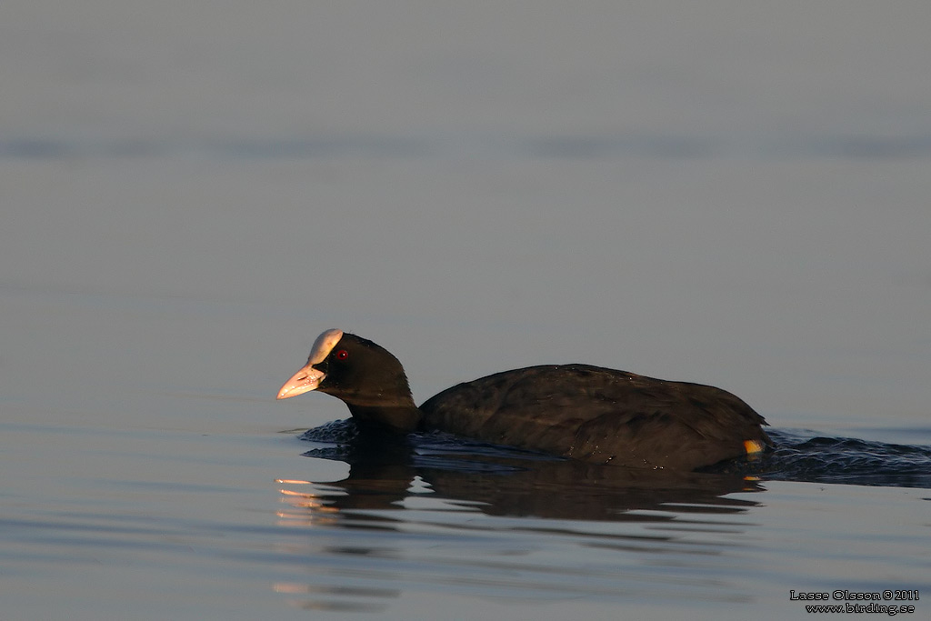 SOTHNA / COOT (Fulica atra) - Stng / Close