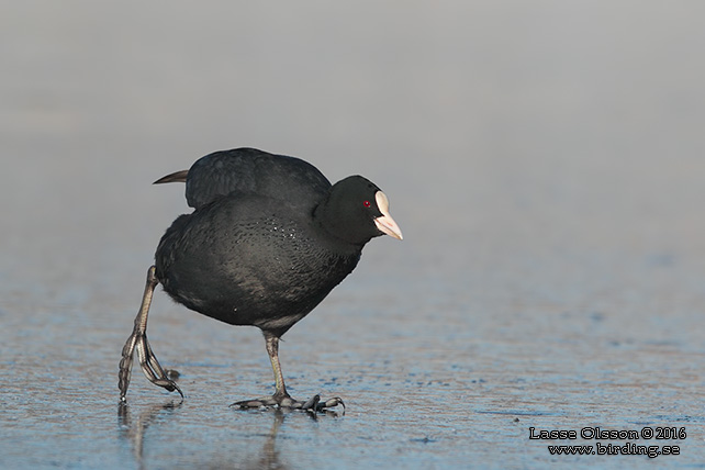 SOTHÖNA / EURASIAN COOT (Fulica atra) - stor bild / full size