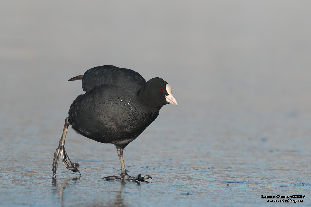 SOTHNA / COOT (Fulica atra) - Stng / Close