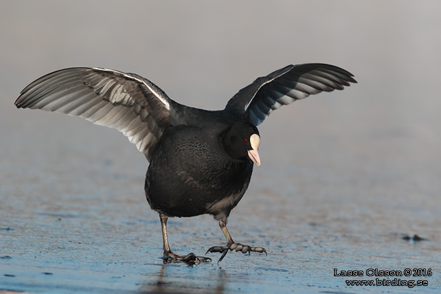 SOTHÖNA / EURASIAN COOT (Fulica atra) - stor bild / full size