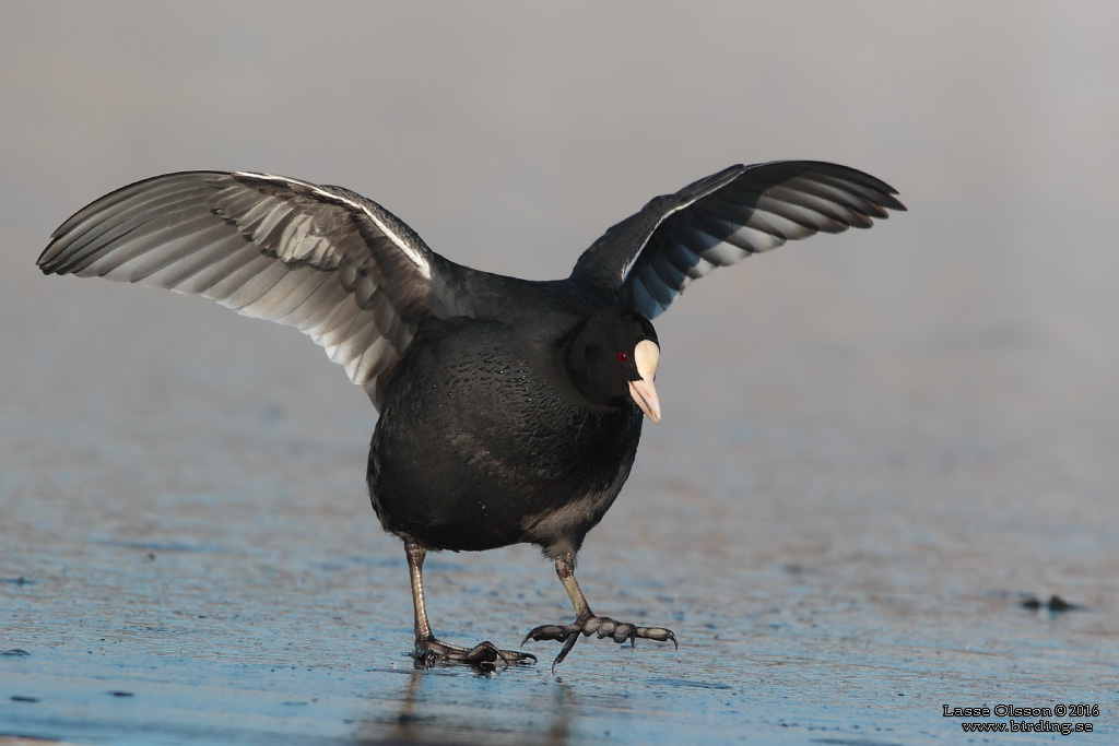 SOTHNA / COOT (Fulica atra) - Stng / Close