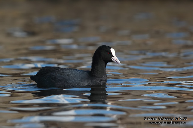 SOTHÖNA / EURASIAN COOT (Fulica atra) - stor bild / full size