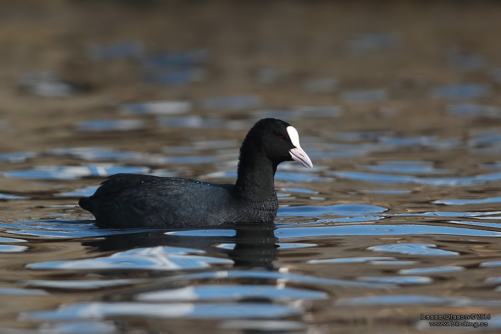 SOTHNA / COOT (Fulica atra) - Stng / Close