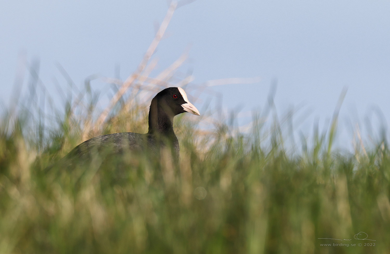 SOTHNA / EURASIAN COOT (Fulica atra) - Stng / Close