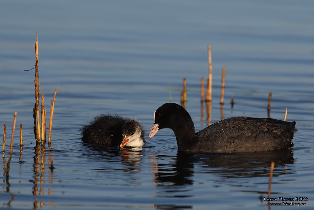 SOTHNA / COOT (Fulica atra) - Stng / Close