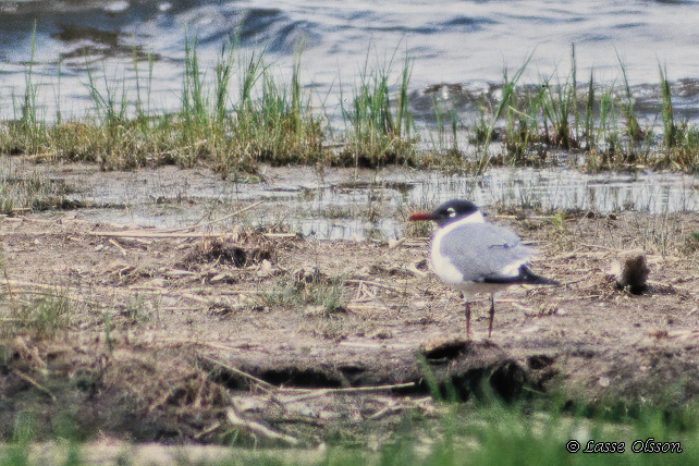 SOTVINGAD MS / LAUGHING GULL (Leucophaeus atricilla)