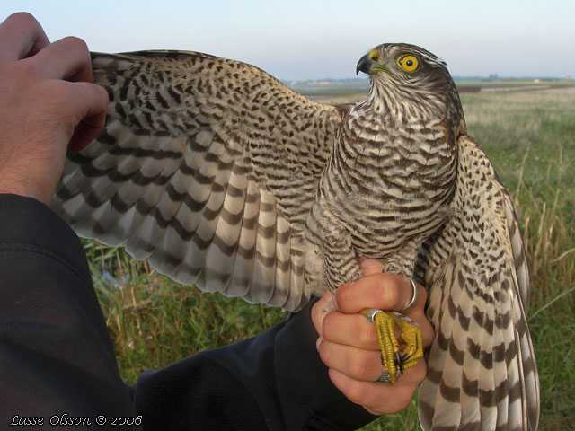 SPARVHK / EURASIAN SPARROWHAWK  (Accipiter nisus) - stor bild / full size