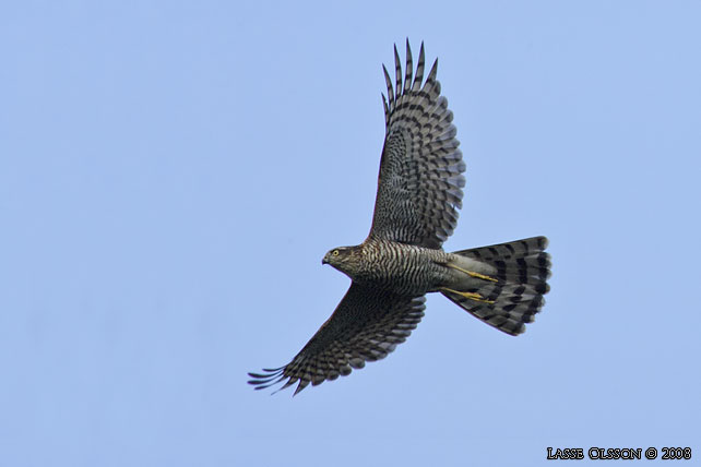 SPARVHK / EURASIAN SPARROWHAWK  (Accipiter nisus) - stor bild / full size