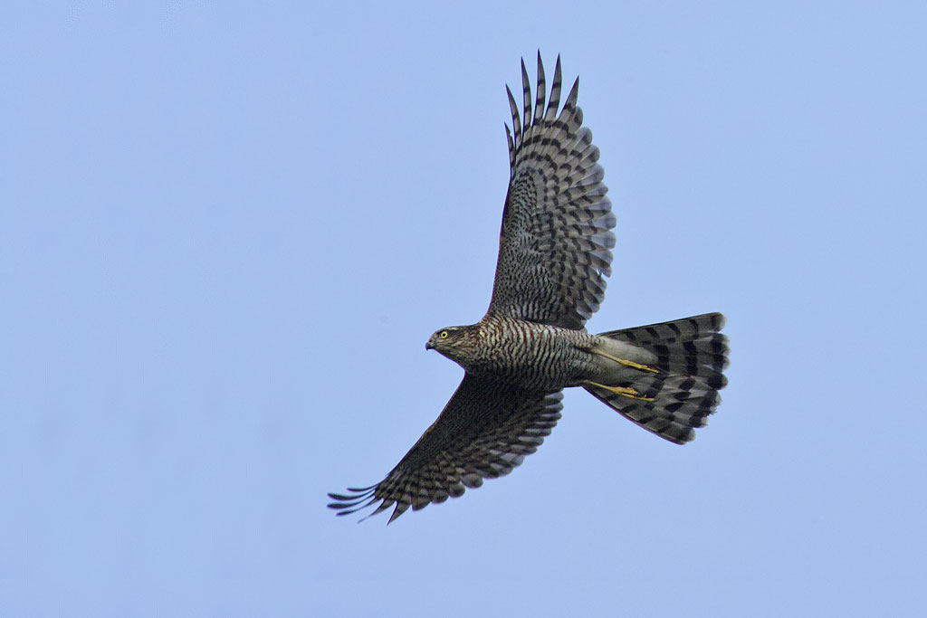 SPARVHK / EURASIAN SPARROWHAWK (Accipiter nisus) - Stng / Close