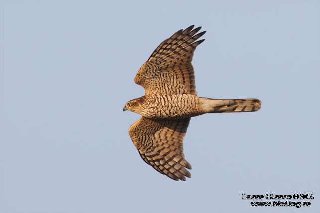 SPARVHÖK / EURASIAN SPARROWHAWK  (Accipiter nisus) - stor bild / full size