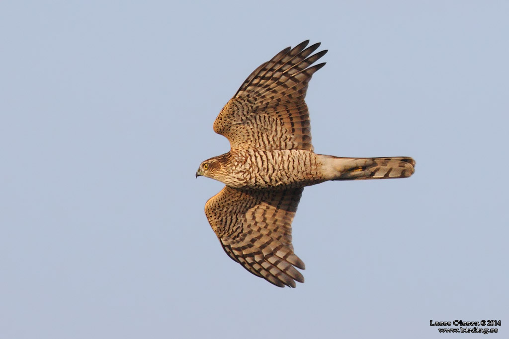 SPARVHK / EURASIAN SPARROWHAWK (Accipiter nisus) - Stng / Close