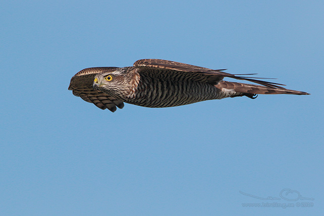 SPARVHÖK / EURASIAN SPARROWHAWK  (Accipiter nisus) - stor bild / full size