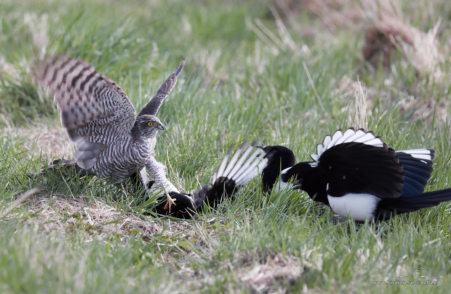 SPARVHK / EURASIAN SPARROWHAWK (Accipiter nisus) - Stng / Close