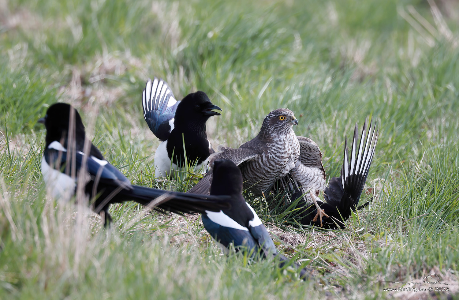SPARVHK / EURASIAN SPARROWHAWK (Accipiter nisus) - Stng / Close