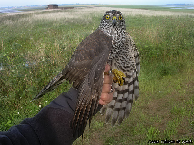 SPARVHK / EURASIAN SPARROWHAWK  (Accipiter nisus) - stor bild / full size