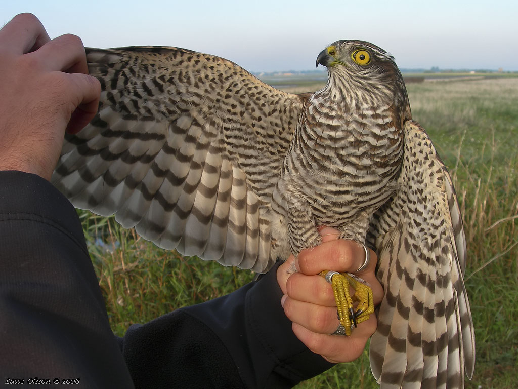 SPARVHK / EURASIAN SPARROWHAWK (Accipiter nisus) - Stng / Close