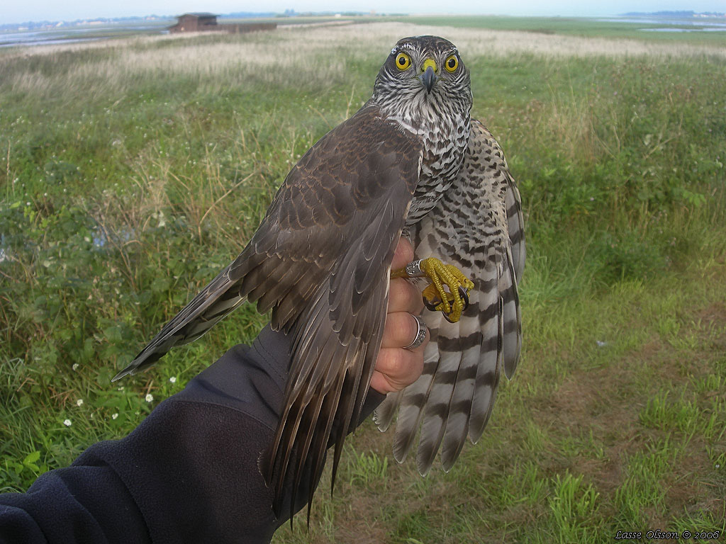 SPARVHK / EURASIAN SPARROWHAWK (Accipiter nisus) - Stng / Close