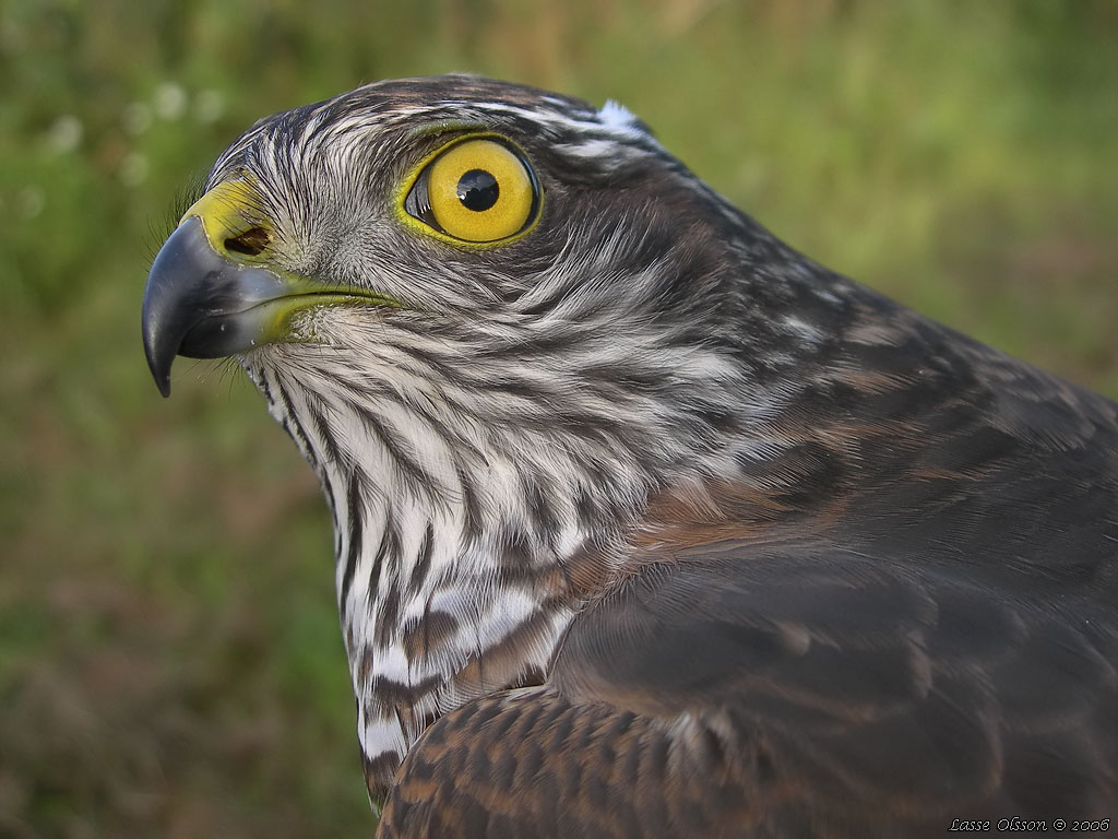 SPARVHK / EURASIAN SPARROWHAWK (Accipiter nisus) - Stng / Close