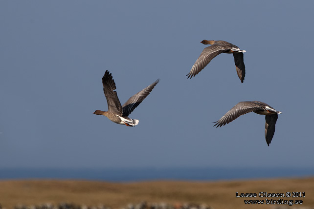 SPETSBERGSGS / PINK-FOOTED GOOSE (Anser brachyrhynchus)