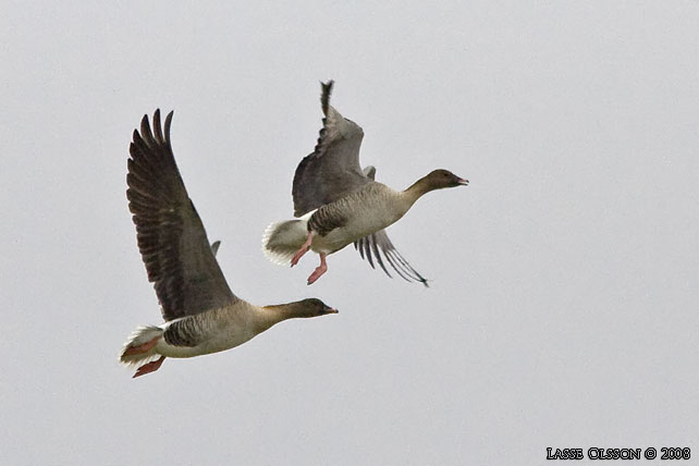 SPETSBERGSGS / PINK-FOOTED GOOSE (Anser brachyrhynchus) - stor bild / full size