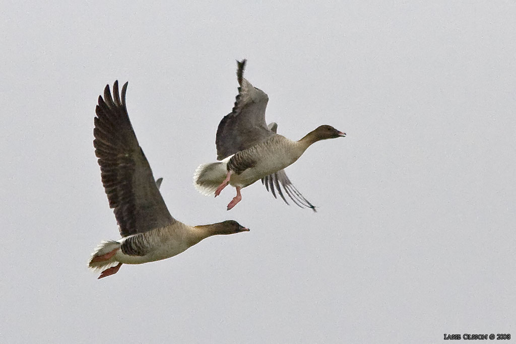 SPETSBERGSGS / PINK-FOOTED GOOSE (Anser brachyrhynchus) - Stng / Close