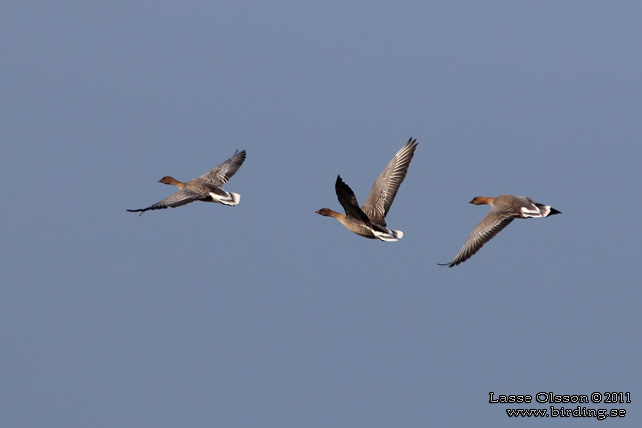 SPETSBERGSGS / PINK-FOOTED GOOSE (Anser brachyrhynchus) - stor bild / full size