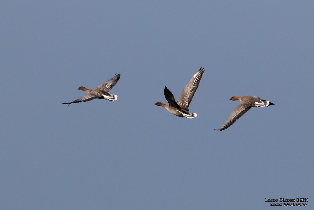 SPETSBERGSGS / PINK-FOOTED GOOSE (Anser brachyrhynchus) - Stng / Close