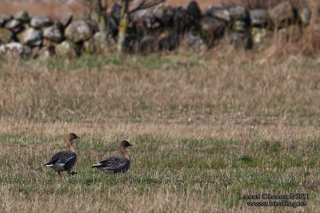 SPETSBERGSGÅS / PINK-FOOTED GOOSE (Anser brachyrhynchus) - stor bild / full size