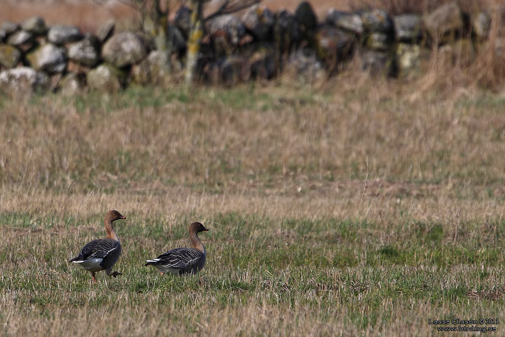SPETSBERGSGS / PINK-FOOTED GOOSE (Anser brachyrhynchus) - Stng / Close