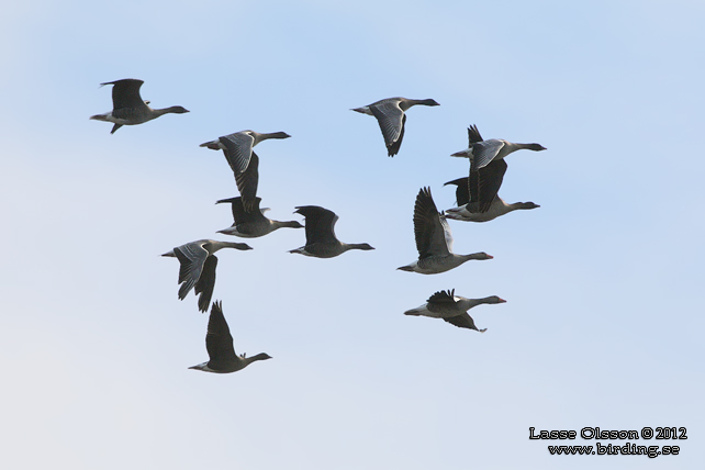 SPETSBERGSGÅS / PINK-FOOTED GOOSE (Anser brachyrhynchus) - stor bild / full size