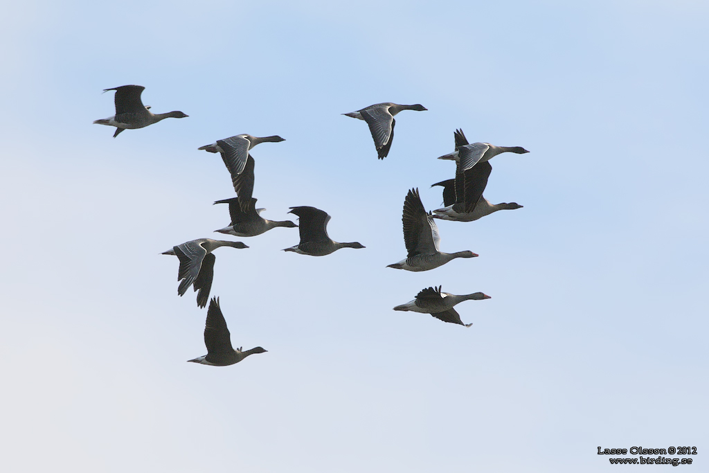 SPETSBERGSGS / PINK-FOOTED GOOSE (Anser brachyrhynchus) - Stng / Close