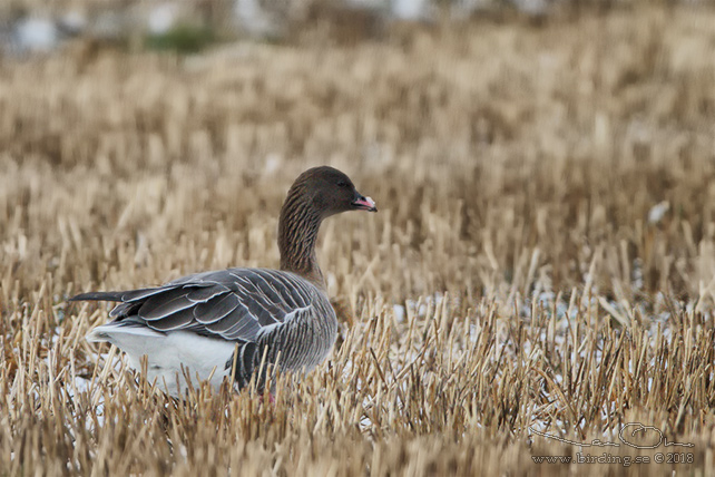 SPETSBERGSGÅS / PINK-FOOTED GOOSE (Anser brachyrhynchus) - stor bild / full size