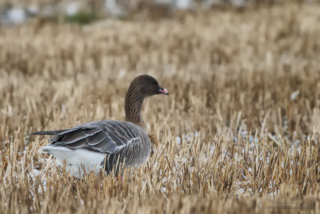 SPETSBERGSGS / PINK-FOOTED GOOSE (Anser brachyrhynchus) - Stng / Close