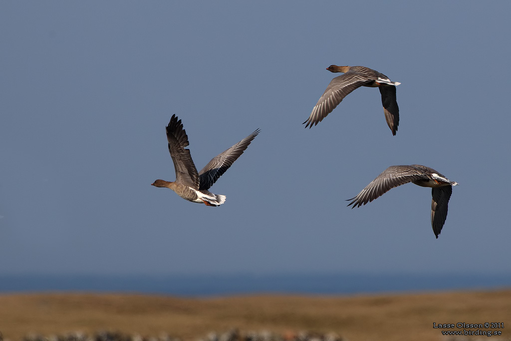 SPETSBERGSGS / PINK-FOOTED GOOSE (Anser brachyrhynchus) - Stng / Close